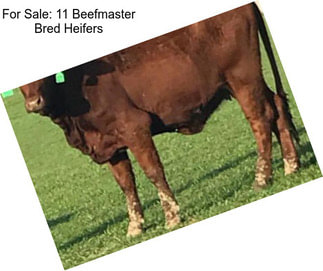 For Sale: 11 Beefmaster Bred Heifers