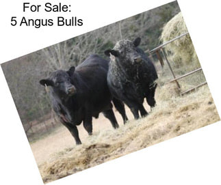 For Sale: 5 Angus Bulls