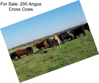 For Sale: 200 Angus Cross Cows