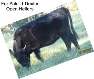 For Sale: 1 Dexter Open Heifers