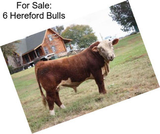 For Sale: 6 Hereford Bulls