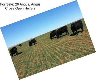 For Sale: 20 Angus, Angus Cross Open Heifers