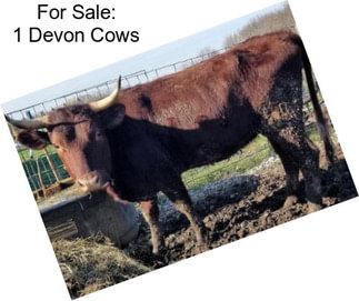 For Sale: 1 Devon Cows