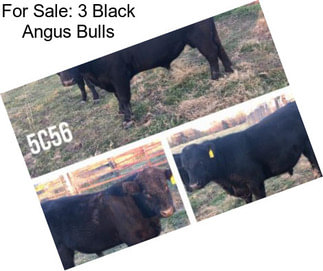 For Sale: 3 Black Angus Bulls