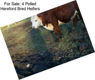 For Sale: 4 Polled Hereford Bred Heifers