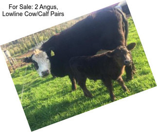 For Sale: 2 Angus, Lowline Cow/Calf Pairs