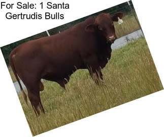 For Sale: 1 Santa Gertrudis Bulls