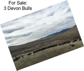 For Sale: 3 Devon Bulls