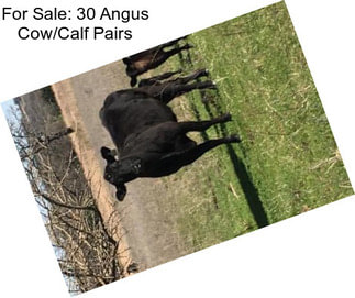 For Sale: 30 Angus Cow/Calf Pairs
