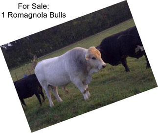 For Sale: 1 Romagnola Bulls