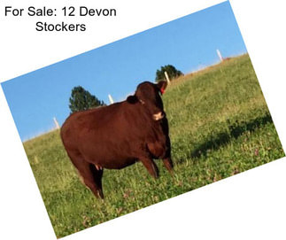 For Sale: 12 Devon Stockers