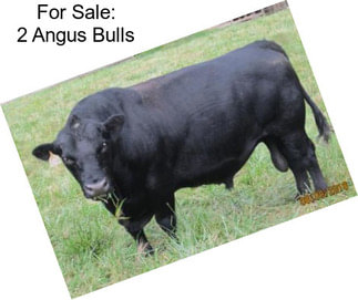 For Sale: 2 Angus Bulls