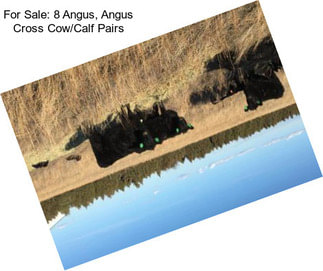 For Sale: 8 Angus, Angus Cross Cow/Calf Pairs