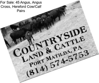 For Sale: 45 Angus, Angus Cross, Hereford Cow/Calf Pairs