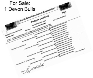 For Sale: 1 Devon Bulls
