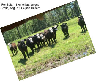 For Sale: 11 Amerifax, Angus Cross, Angus F1 Open Heifers