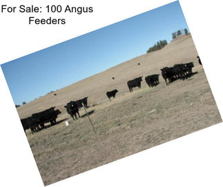 For Sale: 100 Angus Feeders