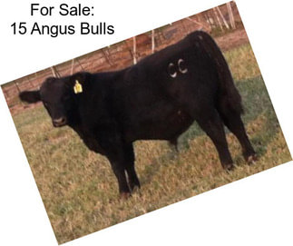 For Sale: 15 Angus Bulls