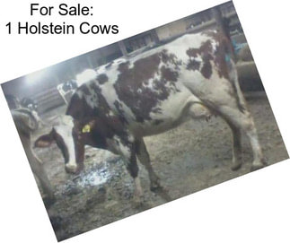 For Sale: 1 Holstein Cows