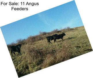 For Sale: 11 Angus Feeders