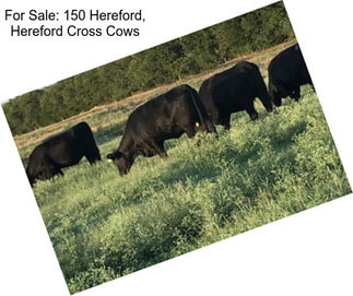 For Sale: 150 Hereford, Hereford Cross Cows