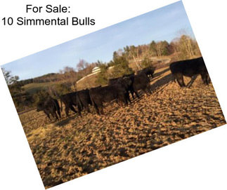 For Sale: 10 Simmental Bulls