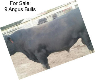 For Sale: 9 Angus Bulls