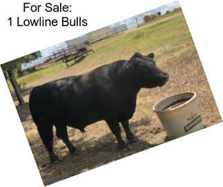 For Sale: 1 Lowline Bulls