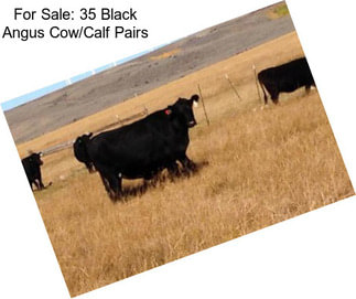 For Sale: 35 Black Angus Cow/Calf Pairs