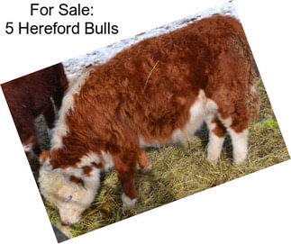 For Sale: 5 Hereford Bulls