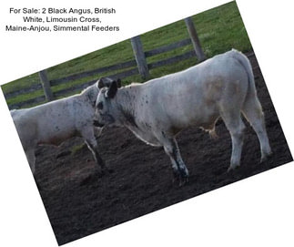 For Sale: 2 Black Angus, British White, Limousin Cross, Maine-Anjou, Simmental Feeders