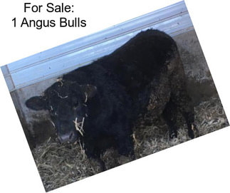 For Sale: 1 Angus Bulls