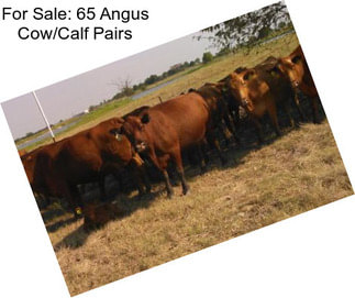 For Sale: 65 Angus Cow/Calf Pairs