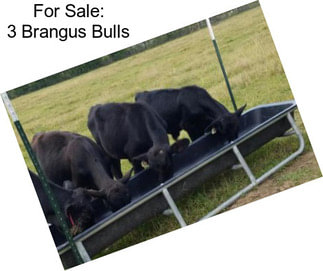 For Sale: 3 Brangus Bulls