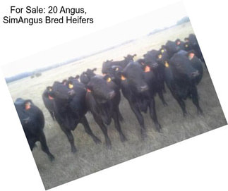 For Sale: 20 Angus, SimAngus Bred Heifers