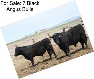 For Sale: 7 Black Angus Bulls