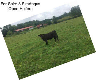For Sale: 3 SimAngus Open Heifers