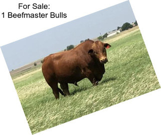 For Sale: 1 Beefmaster Bulls