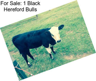 For Sale: 1 Black Hereford Bulls