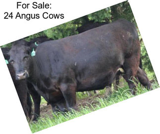 For Sale: 24 Angus Cows