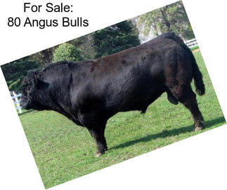 For Sale: 80 Angus Bulls