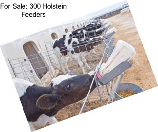 For Sale: 300 Holstein Feeders