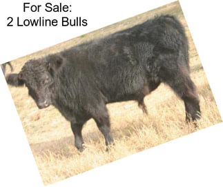 For Sale: 2 Lowline Bulls