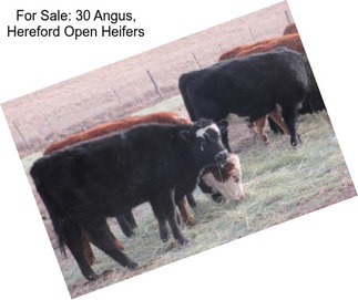 For Sale: 30 Angus, Hereford Open Heifers