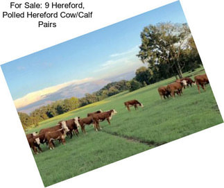 For Sale: 9 Hereford, Polled Hereford Cow/Calf Pairs