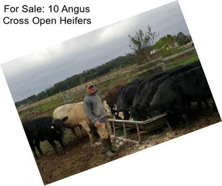 For Sale: 10 Angus Cross Open Heifers