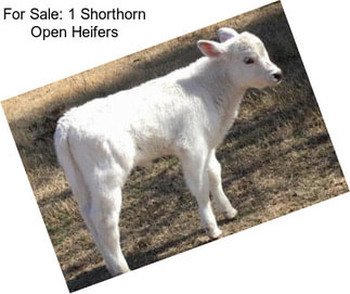 For Sale: 1 Shorthorn Open Heifers