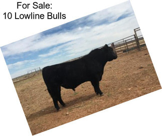 For Sale: 10 Lowline Bulls