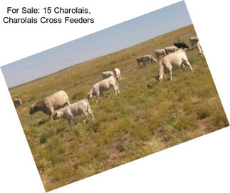 For Sale: 15 Charolais, Charolais Cross Feeders