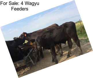 For Sale: 4 Wagyu Feeders